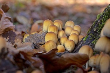 Coprinellus micaceus grubu, sonbaharda yaprak döken bir ormandaki doğal ortamda fotoğraflanmıştır. Coprinellus micaceus, Europa 'da yaygın olarak görülen ve genellikle çürüyen odunlarda yetişen bir mantar türüdür..