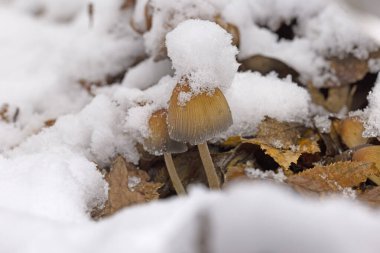 Coprinellus Miccaceus, soğuk bir kışta başlarını yoğun kardan çıkarırken fotoğraflandı..