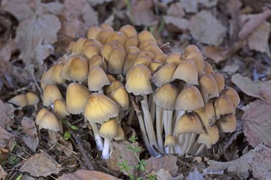 Coprinellus micaceus yaygın ve güzel bir mantardır. Kolayca fark edilebilen sarı-kahverengi başlıklar, kümelenmiş meyve verme alışkanlığı, lezzetli solungaçlar ve taze kapakları süsleyen mika benzeri granüller.