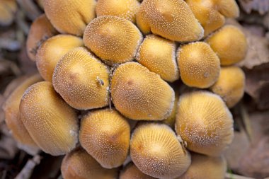 Doğal ortamda Coprinellus Miccaceus (Parlayan Mürekkep) mantarı fotoğrafı, ayrıntılı makro çekim.