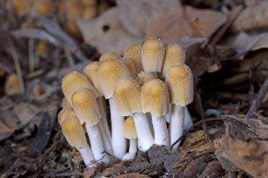 Coprinellus micaceus grubu, sonbaharda yaprak döken bir ormandaki doğal ortamda fotoğraflanmıştır. Coprinellus micaceus, Europa 'da yaygın olarak görülen ve genellikle çürüyen odunlarda yetişen bir mantar türüdür..