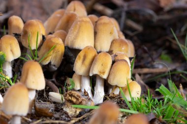 Coprinellus micaceus grubu, sonbaharda yaprak döken bir ormandaki doğal ortamda fotoğraflanmıştır. Coprinellus micaceus, Europa 'da yaygın olarak görülen ve genellikle çürüyen odunlarda yetişen bir mantar türüdür..