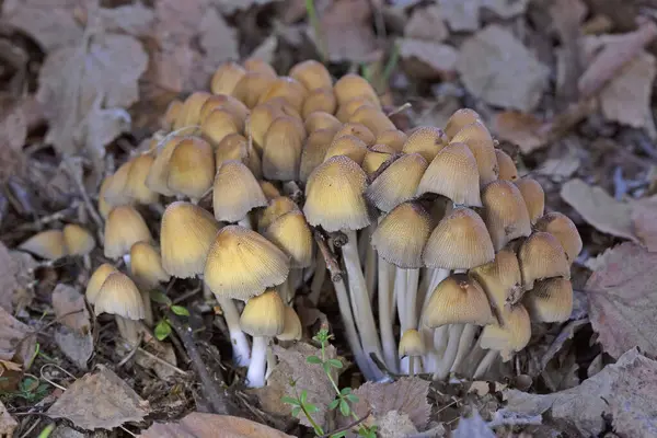 Coprinellus micaceus yaygın ve güzel bir mantardır. Kolayca fark edilebilen sarı-kahverengi başlıklar, kümelenmiş meyve verme alışkanlığı, lezzetli solungaçlar ve taze kapakları süsleyen mika benzeri granüller.