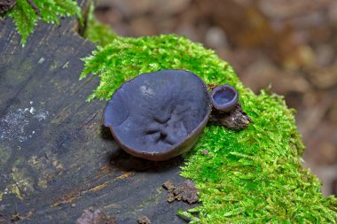 Peziza violacea, Pezizaceae familyasından Pezizaceae familyasından bir mantar türüdür..