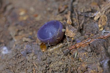 Peziza violacea, Pezizaceae familyasından Pezizaceae familyasından bir mantar türüdür..