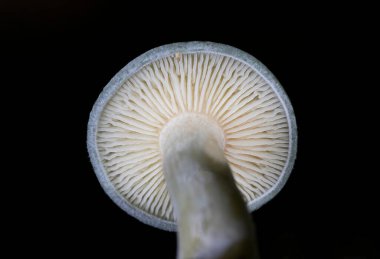 Klitocybe odora (yaygın olarak mavi yeşil anason mantarı veya anason mantarı olarak bilinir), yapraklı ve kozalaklı ağaçların yanında yetişen mavi-yeşil mantardır.