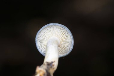 Klitocybe odora (yaygın olarak mavi yeşil anason mantarı veya anason mantarı olarak bilinir), yapraklı ve kozalaklı ağaçların yanında yetişen mavi-yeşil mantardır.