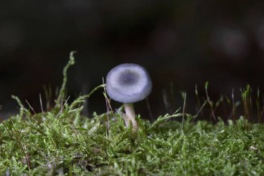 Klitocybe odora (yaygın olarak mavi yeşil anason mantarı veya anason mantarı olarak bilinir), yapraklı ve kozalaklı ağaçların yanında yetişen mavi-yeşil mantardır.