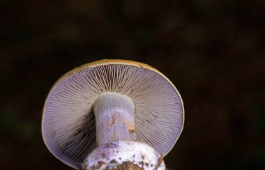 Cortinarius varius, also known as the contrary webcap, is a basidiomycete mushroom of the genus Cortinarius. clipart