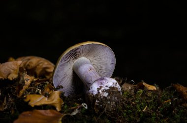 Cortinarius Varius, Cortinarius cinsinin bir bazidiyomicete mantarıdır..
