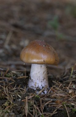 Cortinarius varius, also known as the contrary webcap, is a basidiomycete mushroom of the genus Cortinarius. clipart