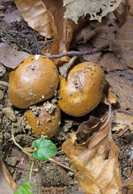 Cortinarius Varius, Cortinarius cinsinin bir bazidiyomicete mantarıdır..