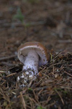 Cortinarius varius, also known as the contrary webcap, is a basidiomycete mushroom of the genus Cortinarius. clipart