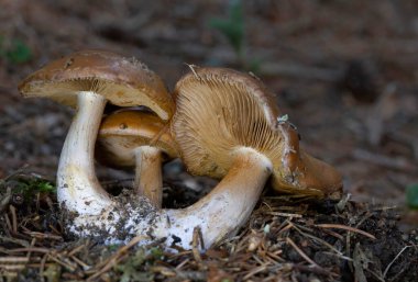 Cortinarius varius, also known as the contrary webcap, is a basidiomycete mushroom of the genus Cortinarius. clipart