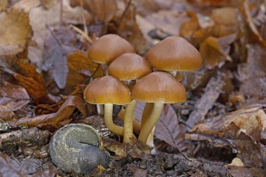 Psathyrella piluliformis is a very common wood-rotting fungus in broadleaf woodlands, where it is found on and around the stumps of dead deciduous trees. clipart