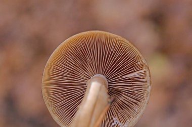 Psathyrella piluliforis, geniş yapraklı ormanlık alanlarda bulunan çok yaygın bir ahşap mantar türüdür..