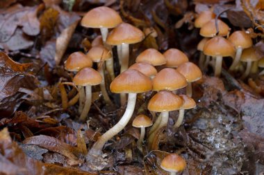 Psathyrella piluliformis is a very common wood-rotting fungus in broadleaf woodlands, where it is found on and around the stumps of dead deciduous trees. clipart