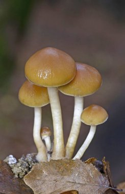 Psathyrella piluliformis is a very common wood-rotting fungus in broadleaf woodlands, where it is found on and around the stumps of dead deciduous trees. clipart