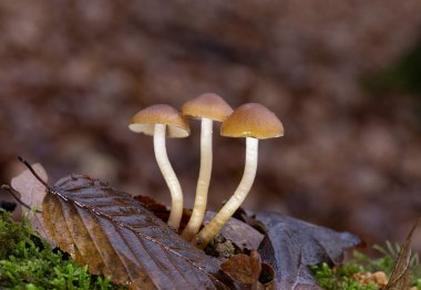 Psathyrella piluliforis, geniş yapraklı ormanlık alanlarda bulunan çok yaygın bir ahşap mantar türüdür..
