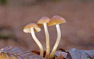 Psathyrella piluliforis, geniş yapraklı ormanlık alanlarda bulunan çok yaygın bir ahşap mantar türüdür..