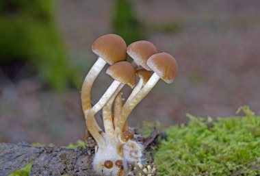 Psathyrella piluliforis, geniş yapraklı ormanlık alanlarda bulunan çok yaygın bir ahşap mantar türüdür..