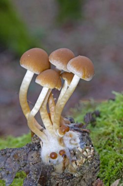 Psathyrella piluliforis, geniş yapraklı ormanlık alanlarda bulunan çok yaygın bir ahşap mantar türüdür..