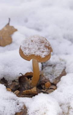Psathyrella piluliforis ilk karla kaplı. Psathyrella piluliforis yaprak döken ormanlarda çürüyen yaygın bir mantar türüdür.