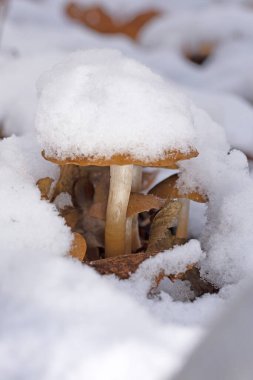 Psathyrella piluliformis covered by the first snow. Psathyrella piluliformis is a very common wood rotting fungus in deciduous forests clipart