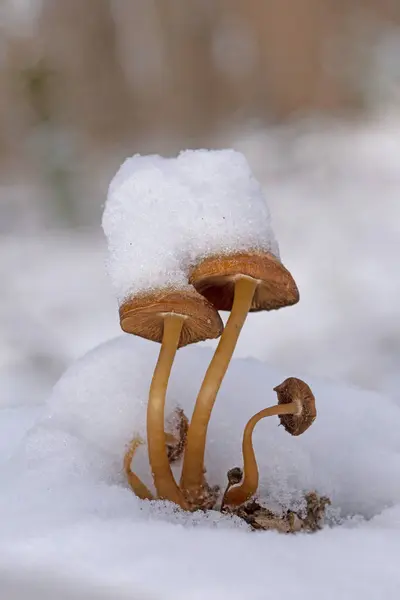 Psathyrella piluliforis ilk karla kaplı. Psathyrella piluliforis yaprak döken ormanlarda çürüyen yaygın bir mantar türüdür.