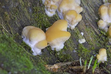 Romanya, Avrupa 'daki bir ormandaki dik duran bir ladin ağacında büyük ölçüde büyüyen Climacocystis borealis, Fomitopsidaceae familyasından bir mantar türüdür..