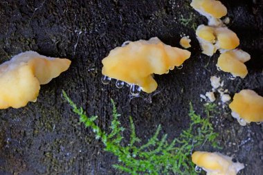 Romanya, Avrupa 'daki bir ormandaki dik duran bir ladin ağacında büyük ölçüde büyüyen Climacocystis borealis, Fomitopsidaceae familyasından bir mantar türüdür..