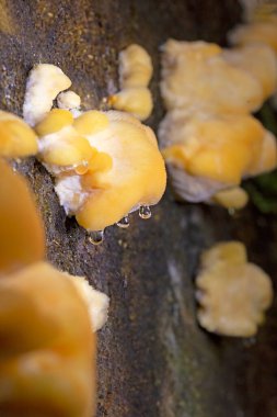 Climacocystis borealis growing massively on an old standing Spruce tree in an old-growth forest in Romania,  Europe.Climacocystis borealis is a species of poroid fungus in the family Fomitopsidaceae. clipart