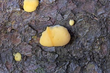 Climacocystis borealis growing massively on an old standing Spruce tree in an old-growth forest in Romania,  Europe.Climacocystis borealis is a species of poroid fungus in the family Fomitopsidaceae. clipart