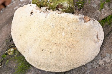 Cerrena unicolor, Cerrena familyasından bir mantar türüdür. Bu saprobik mantar beyaz çürümeye neden olur..