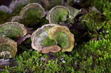 Cerrena unicolor, Cerrena familyasından bir mantar türüdür. Bu saprobik mantar beyaz çürümeye neden olur..