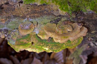 Cerrena unicolor, Cerrena familyasından bir mantar türüdür. Bu saprobik mantar beyaz çürümeye neden olur..