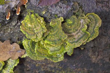 Cerrena unicolor, Cerrena familyasından bir mantar türüdür. Bu saprobik mantar beyaz çürümeye neden olur..