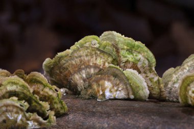 Cerrena unicolor, Cerrena familyasından bir mantar türüdür. Bu saprobik mantar beyaz çürümeye neden olur..