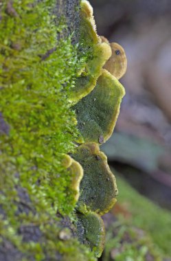 Cerrena unicolor, Cerrena familyasından bir mantar türüdür. Bu saprobik mantar beyaz çürümeye neden olur..