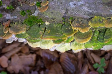 Cerrena unicolor, Cerrena familyasından bir mantar türüdür. Bu saprobik mantar beyaz çürümeye neden olur..