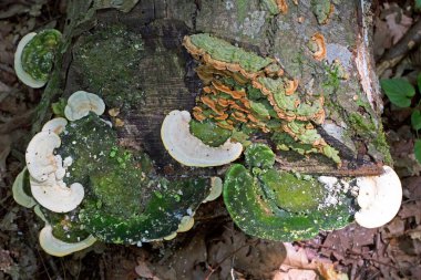 Cerrena unicolor, Cerrena familyasından bir mantar türüdür. Bu saprobik mantar beyaz çürümeye neden olur..