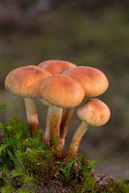 Hypholoma lateritium, sometimes called brick cap, chestnut mushroom, cinnamon cap, brick top, red woodlover or kuritake. This sideview of two mushrooms right at a dead tree stump in wet green moss. clipart