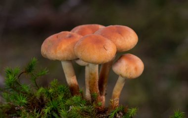 Hypholoma lateritium, sometimes called brick cap, chestnut mushroom, cinnamon cap, brick top, red woodlover or kuritake. This sideview of two mushrooms right at a dead tree stump in wet green moss. clipart