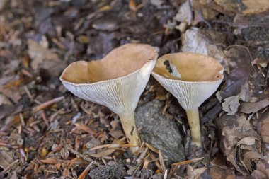 Infundibulicybe gibba ya da Clitocybe gibba, Avrupa ormanlarında yaygın olarak kullanılan solungaçlı mantar türüdür..