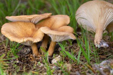 Infundibulicybe gibba or Clitocybe gibba and commonly known as the common funnel is a species of gilled mushroom which is common in European woods. clipart