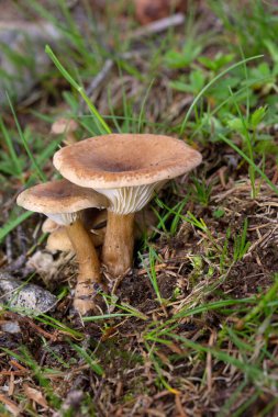 Infundibulicybe gibba ya da Clitocybe gibba, Avrupa ormanlarında yaygın olarak kullanılan solungaçlı mantar türüdür..