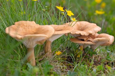 Infundibulicybe gibba ya da Clitocybe gibba, Avrupa ormanlarında yaygın olarak kullanılan solungaçlı mantar türüdür..