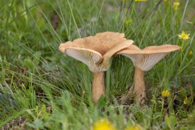 Infundibulicybe gibba or Clitocybe gibba and commonly known as the common funnel is a species of gilled mushroom which is common in European woods. clipart