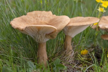 Infundibulicybe gibba ya da Clitocybe gibba, Avrupa ormanlarında yaygın olarak kullanılan solungaçlı mantar türüdür..