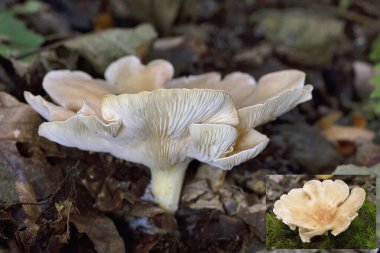 Infundibulicybe gibba ya da Clitocybe gibba, Avrupa ormanlarında yaygın olarak kullanılan solungaçlı mantar türüdür..